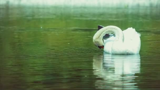 Único Cisne Branco Limpa Sua Plumagem Penas Água Escura Reflexão — Vídeo de Stock