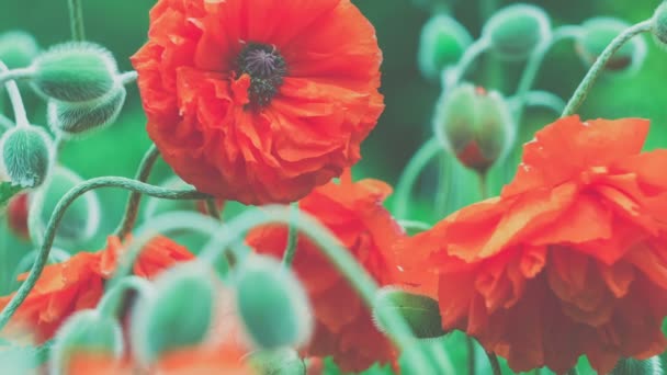 Some Decorative Red Poppy Flower Spring Day Close — Stock Video