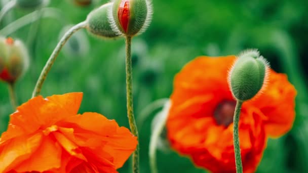 Algunas Flores Decorativas Amapola Roja Primer Plano Del Día Primavera — Vídeos de Stock