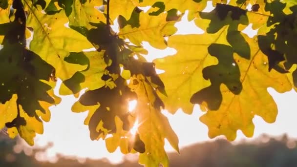 Sonnenlicht Das Durch Eichenblätter Spielt Hinterleuchtete Strahlen Die Durch Das — Stockvideo