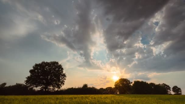 薄緑の草原の孤独なオークの木の上で日没時に空を舞うふわふわの雲の時間経過 — ストック動画