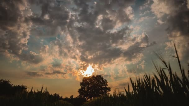 Timelapse Nuvens Fofas Movimento Céu Noite Pôr Sol Sobre Carvalho — Vídeo de Stock