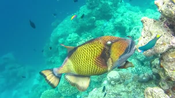Titanutlösande Fisk Som Äter Korallrev Vatten Vid Dyk — Stockvideo