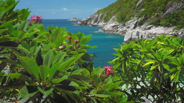 Träd Topp Med Plumeria Blomma Blomma Framför Tanote Bay Smaragd — Stockvideo