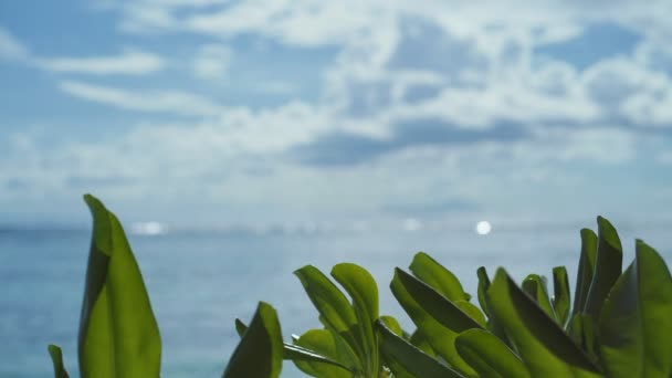 熱帯のビーチ グリーンの葉はぼやけた海の雲に対して 抽象的な光沢のある明るいボケは水面に — ストック動画