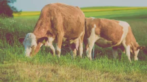 两头漂亮的棕色奶牛 背景是在德国黄色的油菜中喂草 — 图库视频影像