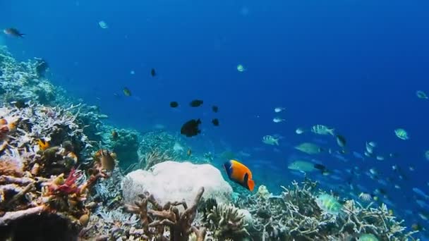 Paisagem Subaquática Recife Coral Incrível Vida Marinha Subaquática Mundo Mergulho — Vídeo de Stock