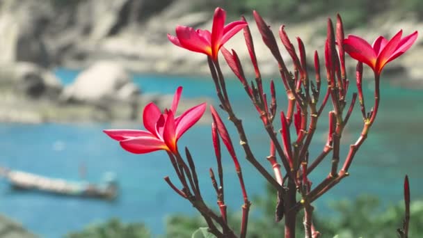 在海洋湾前面开着鲜红的水仙花 有一些巨大的花岗岩岩石 分散了注意力的长尾船在风中摇晃着 — 图库视频影像