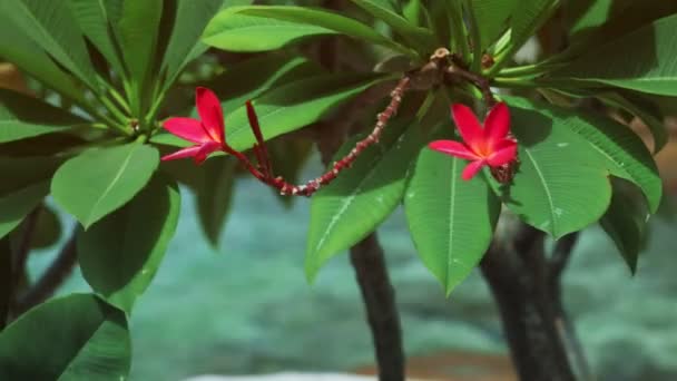 Canlı Kırmızı Yapraklar Çiçek Filizleri Plumeria Frangipani Rüzgarda Sallanır Mavi — Stok video