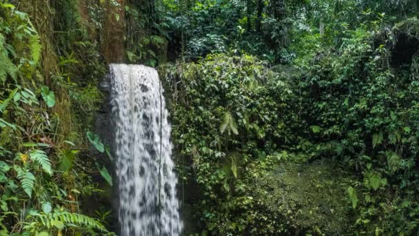 Waterfall Tropical Jungle Lush Green Plants High Humidity — Stock Video