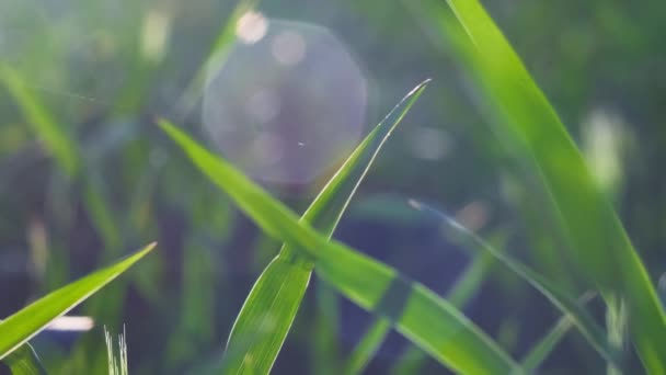 Folhas Trigo Movendo Pelo Vento Primavera Quente Luz Sol Chama — Vídeo de Stock