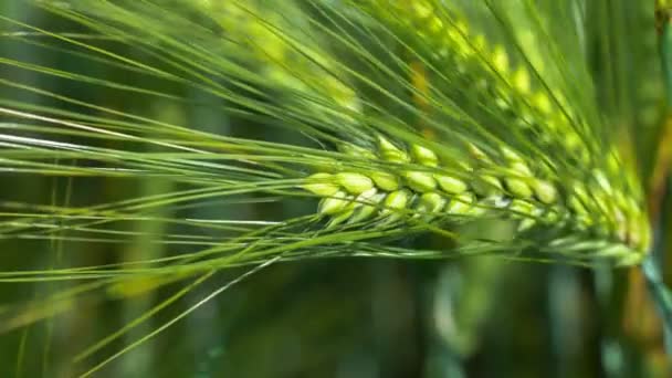 Aligeramiento Trigo Movimiento Del Día Soleado Lado Del Viento Ligero — Vídeos de Stock