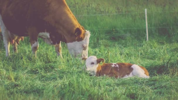 White Brown Cow His Lamp Laying Grass Resting Green Grass — Stock Video