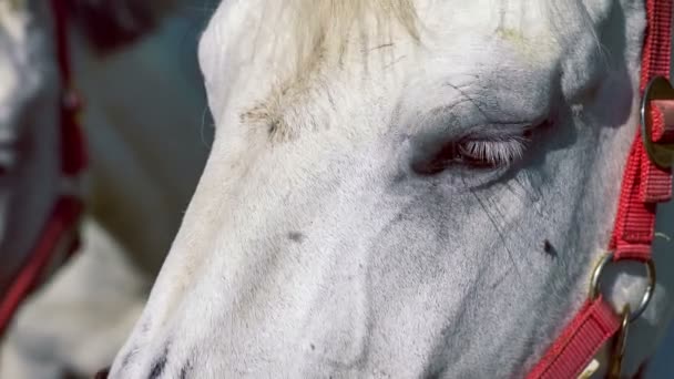 Caballo Blanco Pie Delante Cámara Mira Alrededor — Vídeos de Stock