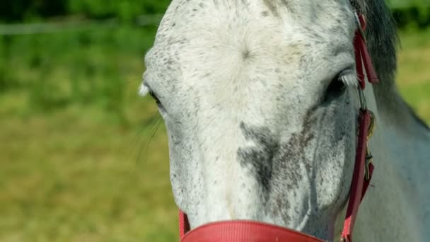 Cavallo Bianco Che Fissa Telecamera Guarda Direttamente — Video Stock