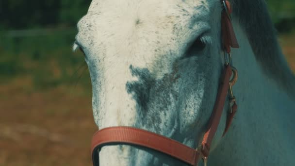 Cavalo Branco Olhando Para Câmera Olha Cores Quentes Diretos — Vídeo de Stock