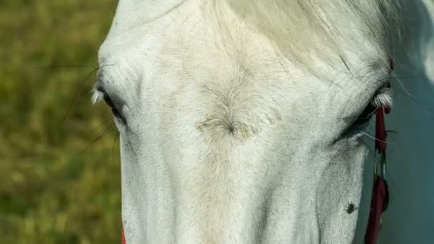 Белая Лошадь Голодает Перед Камерой Смотрит Прямо — стоковое видео