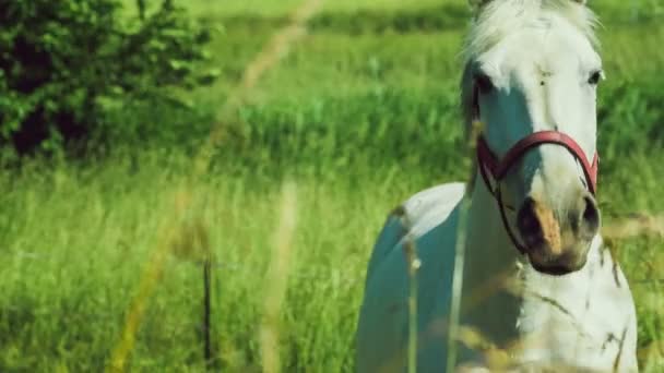 Cavalo Branco Olhando Surpresa Para Câmera Olha Campo Direto Fundo — Vídeo de Stock