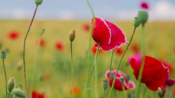 黄昏时分 野罂粟花落在麦田上 背景模糊 — 图库视频影像