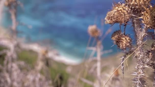 Espina Seca Salvaje Mar Playa Petani Kefalonia Griega — Vídeo de stock