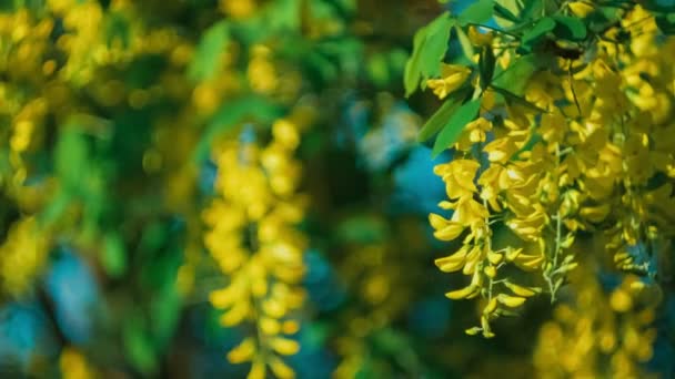 Amarillo Acacia Flor Rama Viento Moviendo Las Flores Colgantes Bajo — Vídeos de Stock