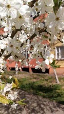 Bir arı çiçeklerle bal toplar