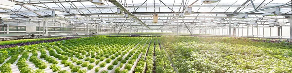 Panoramic View Salad Plants Growing Modern Greenhouse Hydroponics — Stock Photo, Image