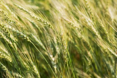 Tarlanın arka planında genç buğdayların yakın plan görüntüleri