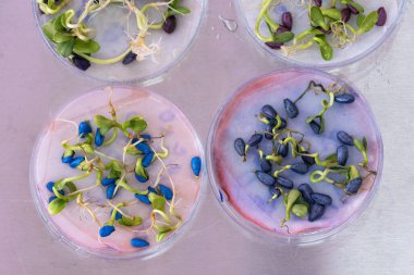 Masadaki petri kabında böcek ilacı ile tedavi edilen ayçiçeği tohumları.