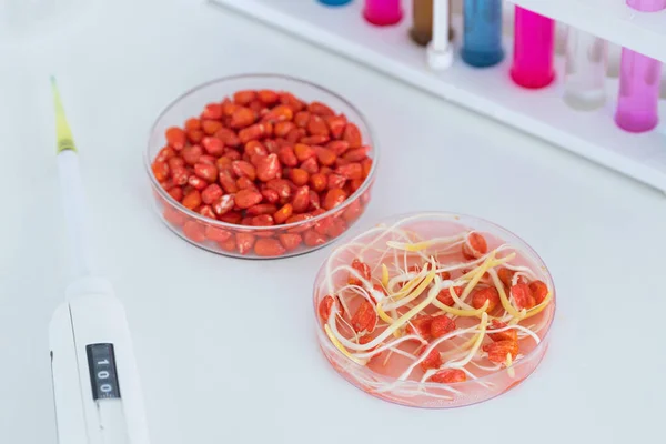Növényvédőszer-kezelt kukoricamagvak Petri-csészében és csíráztatott magvak az asztalon adagolóval és kémcsövekkel — Stock Fotó