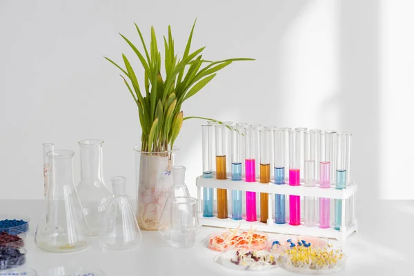 Növényvédőszer-kezelt kukorica, suflowers, csicseriborsómag Petri-csészében és csíráztatott magvak az asztalon kémcsővel — Stock Fotó