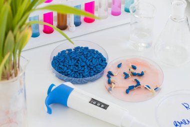 Bitki öldürücü ilaçla işlenmiş suçiçeği tohumları bir bakteri kabında ve tohumları şeker kutusu ve test tüpleriyle dolu bir masada filizlenir.