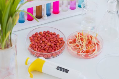 Bitki öldürücü ilaçla işlenmiş mısır tohumları bir kabın içinde ve tohumlar bir masanın üzerinde şeker ve test tüpleriyle filizlenir.