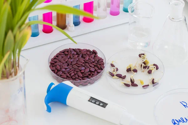 Növényvédőszer Kezelt Almagvak Petri Csészében Vannak Csíráztatott Magvak Egy Asztalon — Stock Fotó