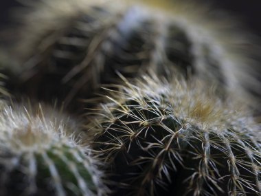 Ön planda çiviler olan kaktüsler.