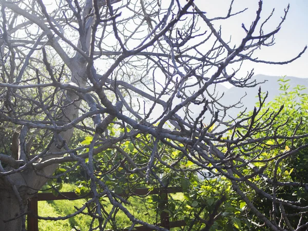 Albero Con Rami Secchi Senza Foglie — Foto Stock