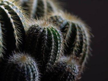 Ön planda çiviler olan kaktüsler.