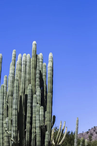 Verticale Cactus Met Hemelse Achtergrond — Stockfoto