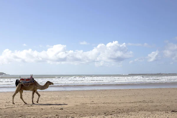 Camelo Areia Uma Praia Calma — Fotografia de Stock