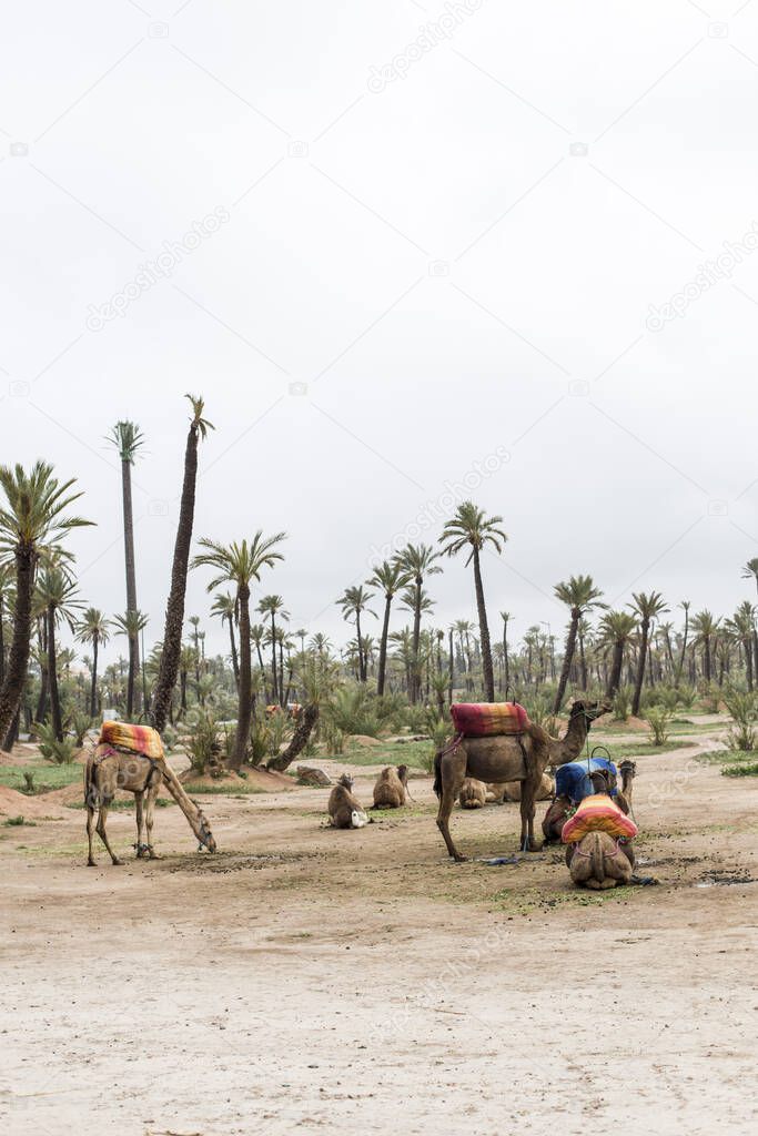 camels resting in a palm grove
