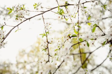 Çiçek açan ağaç. Yağmurdan sonra kiraz çiçeği açar