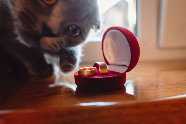 Şirin Gri Kedi Yavrusu Kırmızı Bir Kutuda Iki Altın Alyansa — Stok fotoğraf