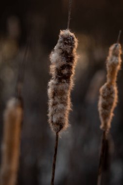    Tarladaki güzel otlar