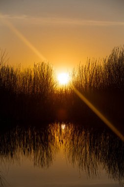    Tarlada güzel bir gün batımı
