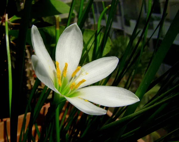 Close White Rain Lily — Stock Photo, Image