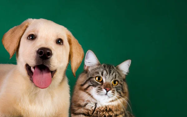 Gato y perro, gatito siberiano, golden retriever mira a la derecha —  Fotos de Stock