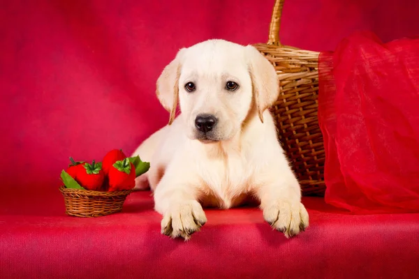 Purebred golden retriever dog on red background — Stock Photo, Image