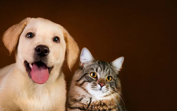 Cat and dog, siberian kitten , golden retriever looks at right