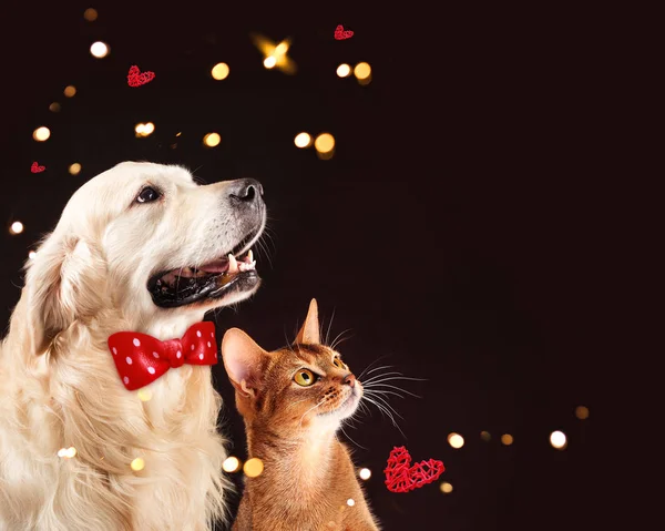 Кошка и собака, абиссинский котенок, золотистый ретривер смотрит направо — стоковое фото