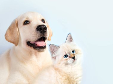 Kedi ve köpek birlikte, neva maskeli yavru kedi, golden retriever sağda görünüyor.